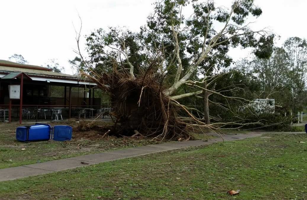 Strong wind tree damage