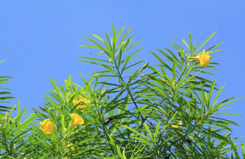 Yellow-Oleander