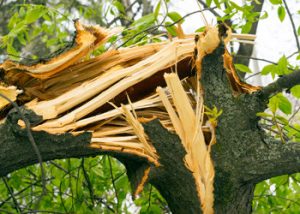 Aussie Tree Solutions Prepare For Extreme Weather