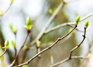 Aussie Tree Solutions Prepare For Spring