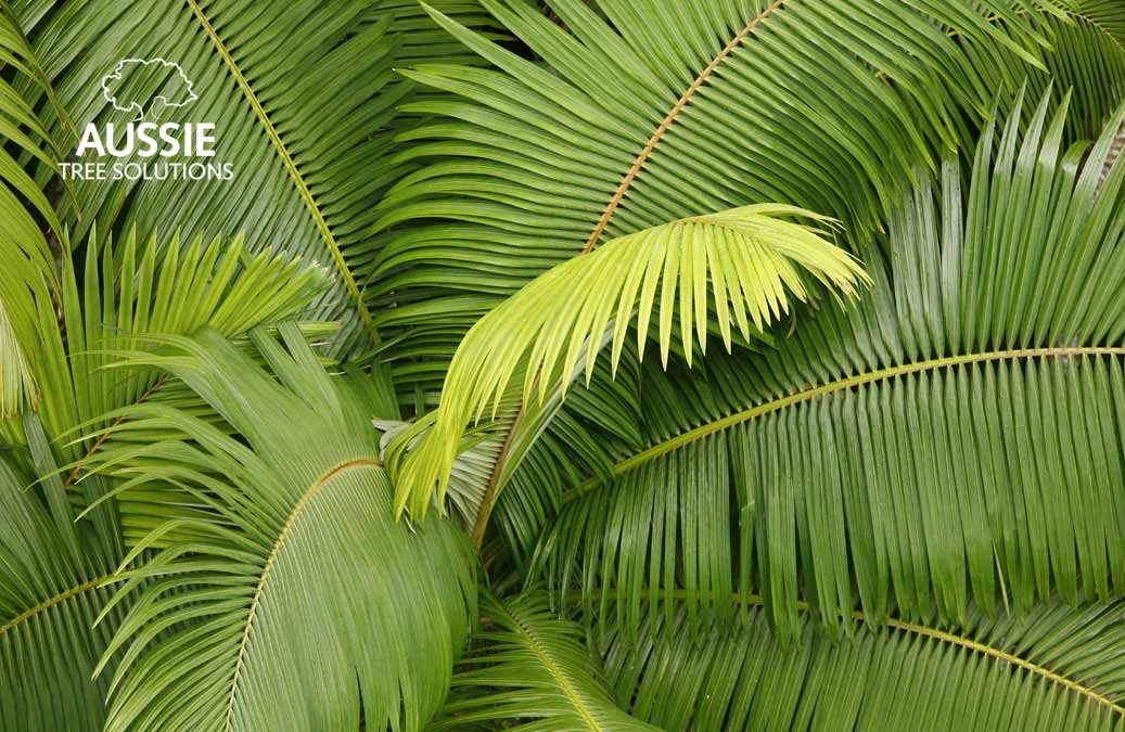 Aussie Tree Solutions Palm Tree Cleaning And Maintenance Tips