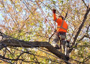 Aussie Tree Solutions Hire A Professional
