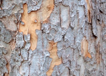 Aussie Tree Solutions Changes To The Bark