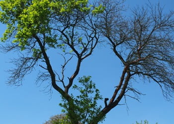 Aussie Tree Solutions Leaf Changes