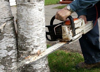 Aussie Tree Solutions DIY