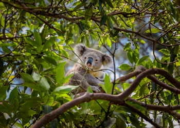 Aussie Tree Solutions Wildlife