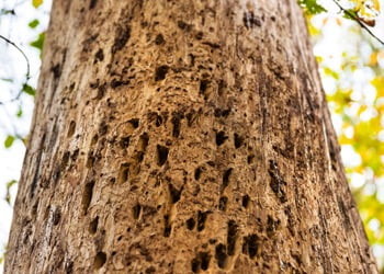 Aussie Tree Solutions Pests