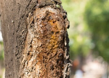 Aussie Tree Solutions Changes To The Bark