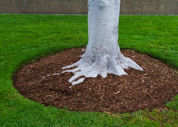 Aussie Tree Solutions Mulch