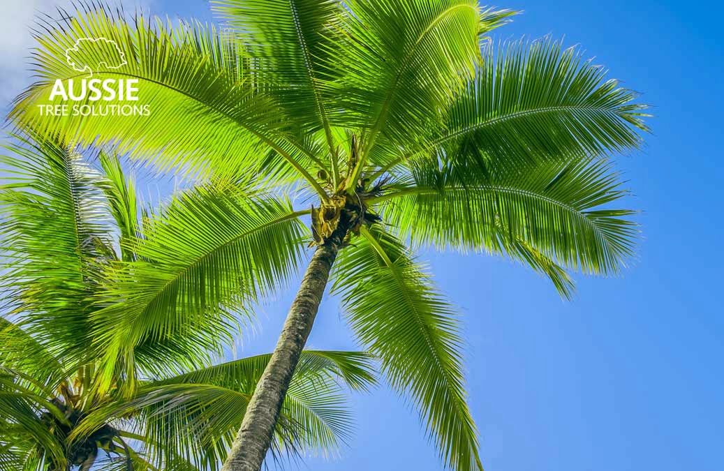 Aussie Tree Removals How To Care For Palm Trees