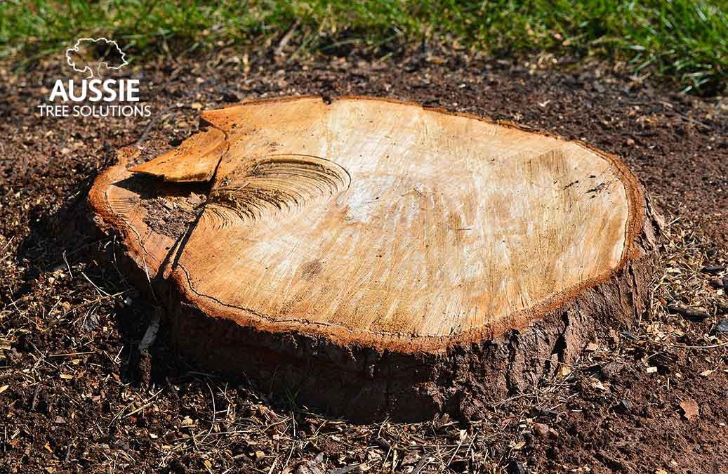 Aussie Tree Solutions Stump Grinding Vs. Stump Removal – What’s The Best Solution?