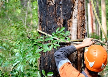 Aussie Tree Solutions What Does An Arborist Do?