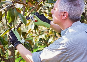 Aussie Tree Solutions Best Time To Prune