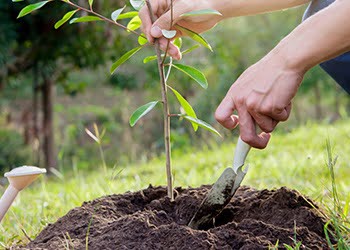 Aussie Tree Solutions Get Planting