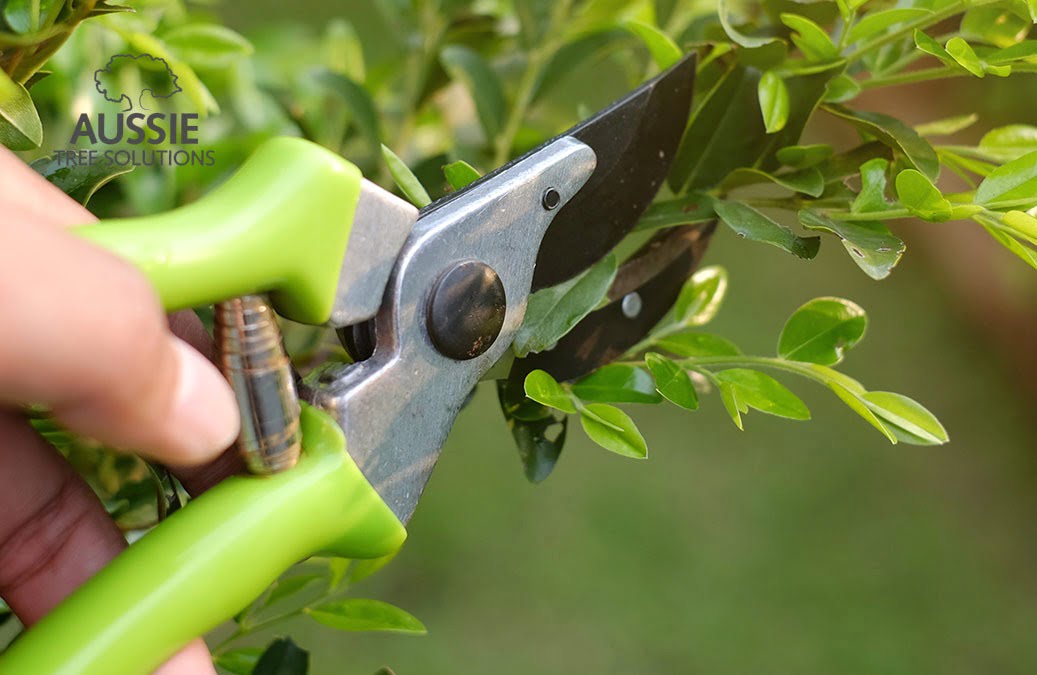 Tree Pruning Essentials: When Is The Best Time To Prune?