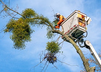 Aussie Tree Solutions Professional Arborist