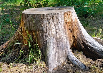 Aussie Tree Solutions When Can Stump Grinding Be Done