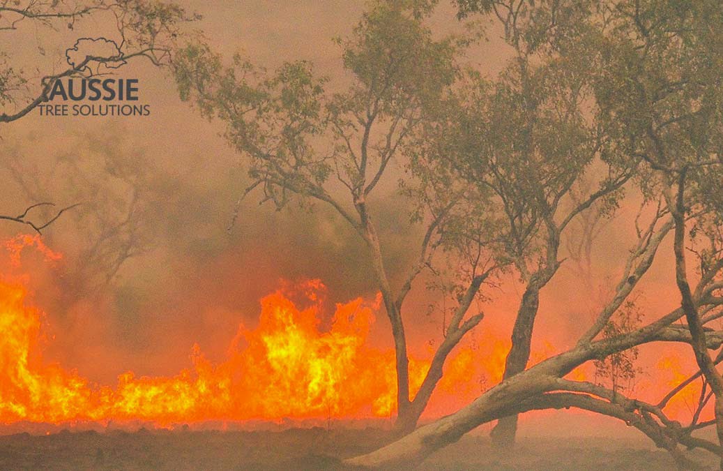 Aussie Tree Solutions How To Prepare Your Home For Bushfire Season