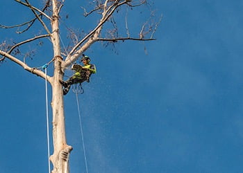 Aussie Tree Solutions Safety