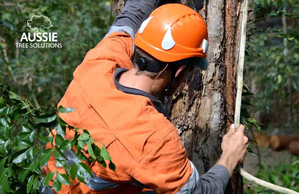 How To Become An Arborist In Brisbane