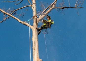 Aussie Tree Solutions Skills And Characteristics