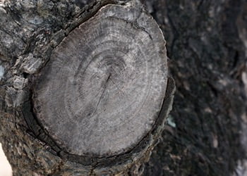 Aussie Tree Solutions Trusted Brisbane Arborist