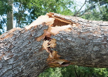 Aussie Tree Solutions Signs Your Tree Could Be Sick
