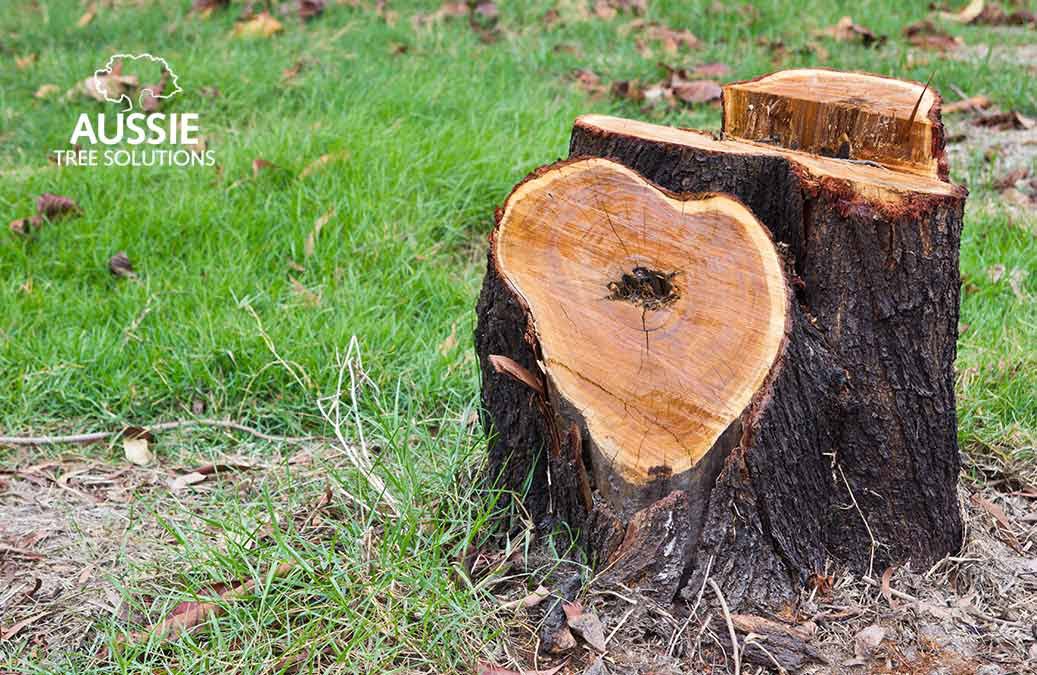 Aussie Tree Solutions Stump Grinding vs Stump Removal – Which Is Best?