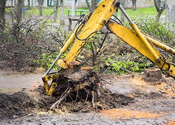 Aussie Tree Solutions Stump Removal