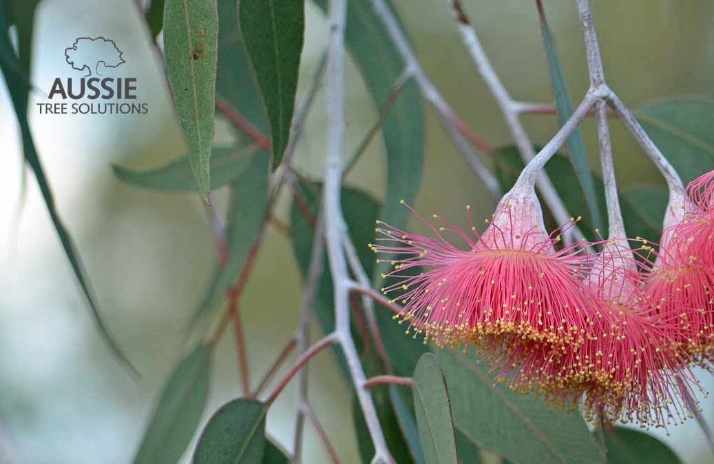 Aussie Tree Solutions Choosing The Right Trees To Plant On Your Property