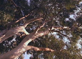 Aussie Tree Solutions Size