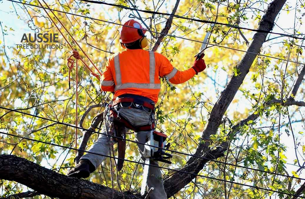 Aussie Tree Solutions 10 Good Reasons To Hire A Professional Brisbane Arborist