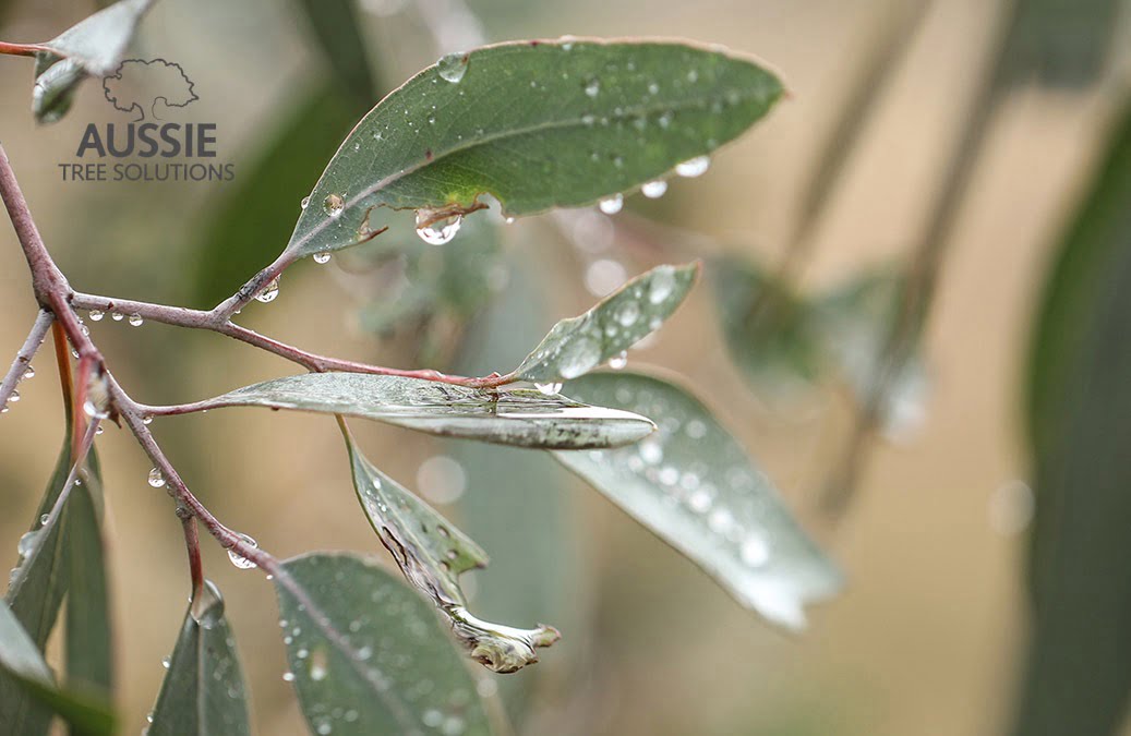 Aussie Tree Solutions Expert Tips For Keeping Your Trees Healthy During Winter