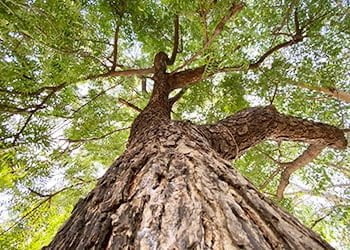 Aussie Tree Solutions Health And Longevity