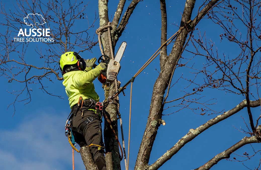 Aussie Tree Solutions How Much Does Tree Removal Cost In Brisbane?