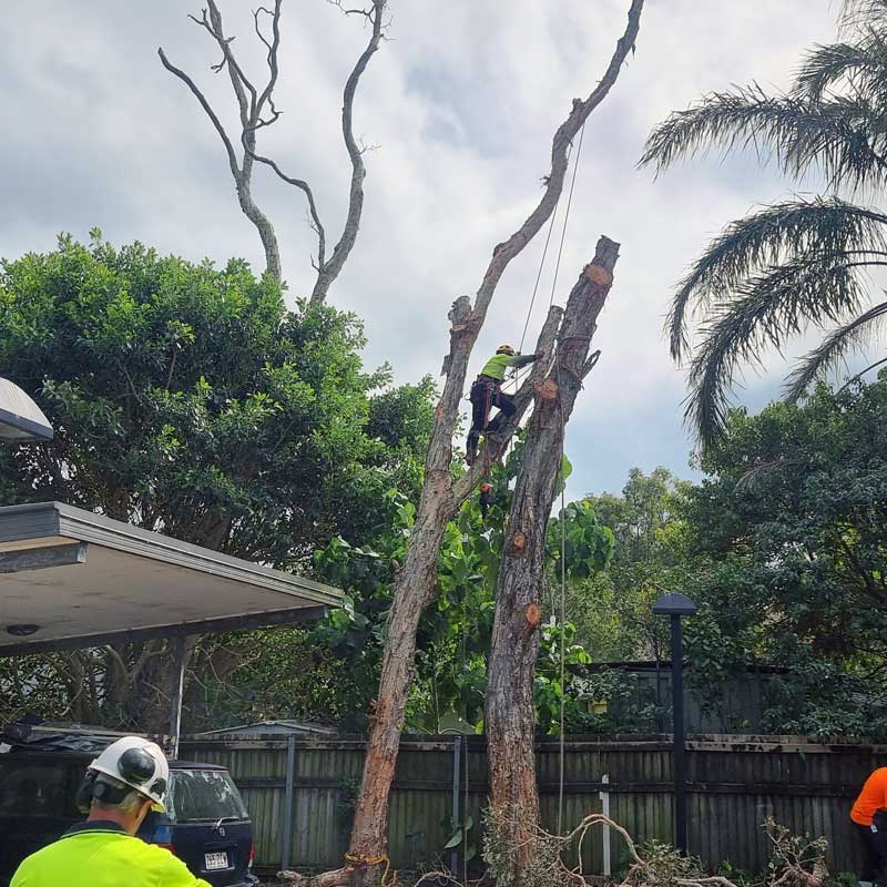 Brisbane tree removal