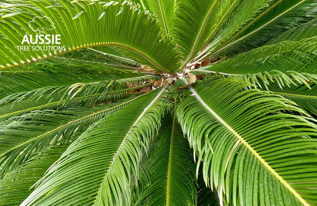 Aussie Tree Solutions The Ultimate Palm Tree Removal Guide