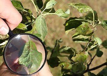 Aussie Tree Solutions Pests