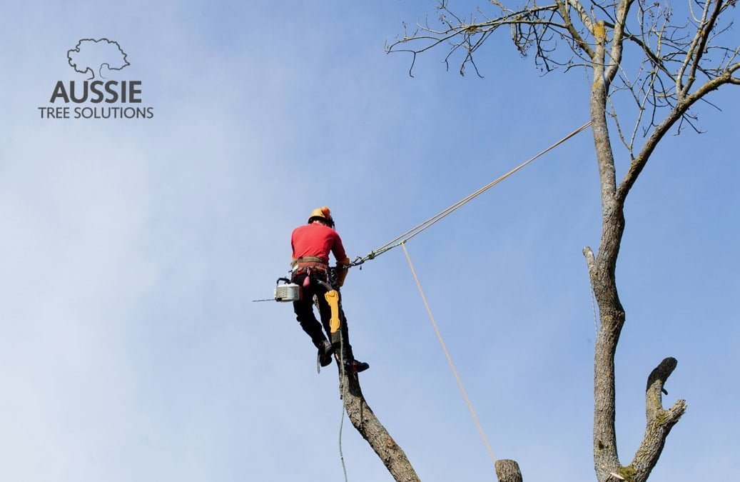 Aussie Tree Solutions Top 10 Benefits Of Hiring A Professional Arborist