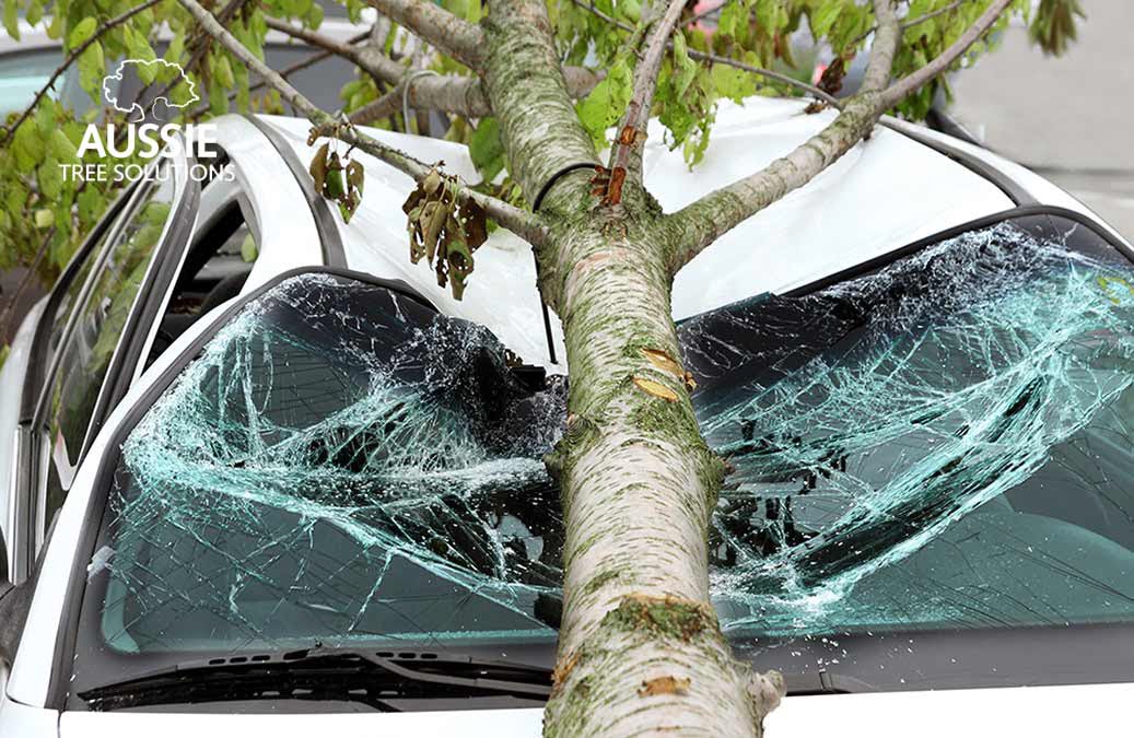 Aussie Tree Solutions 7 Easy Ways To Protect Your Trees From Storms