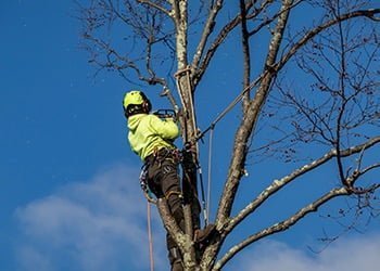 Aussie Tree Solutions Get Help From The Professionals
