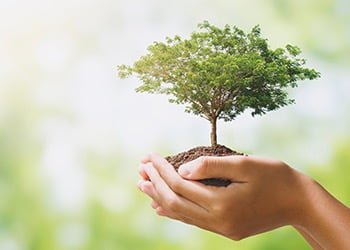Aussie Tree Solutions Professionals