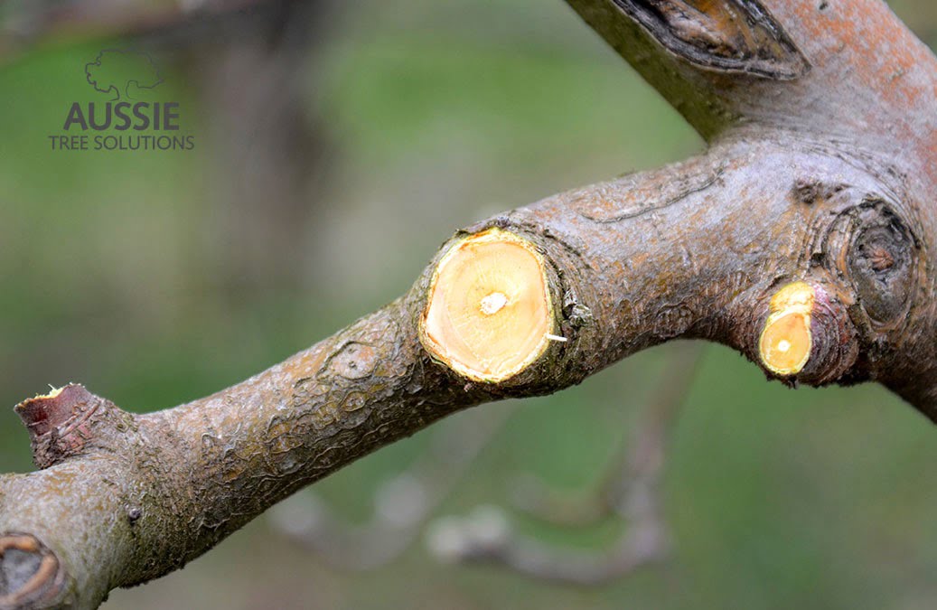 Aussie Tree Solutions The Dangers of DIY Tree Branch Removal