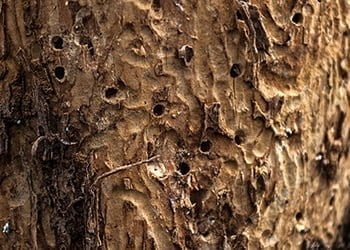 Aussie Tree Solutions Bark