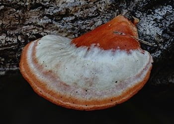 Aussie Tree Solutions Fungus