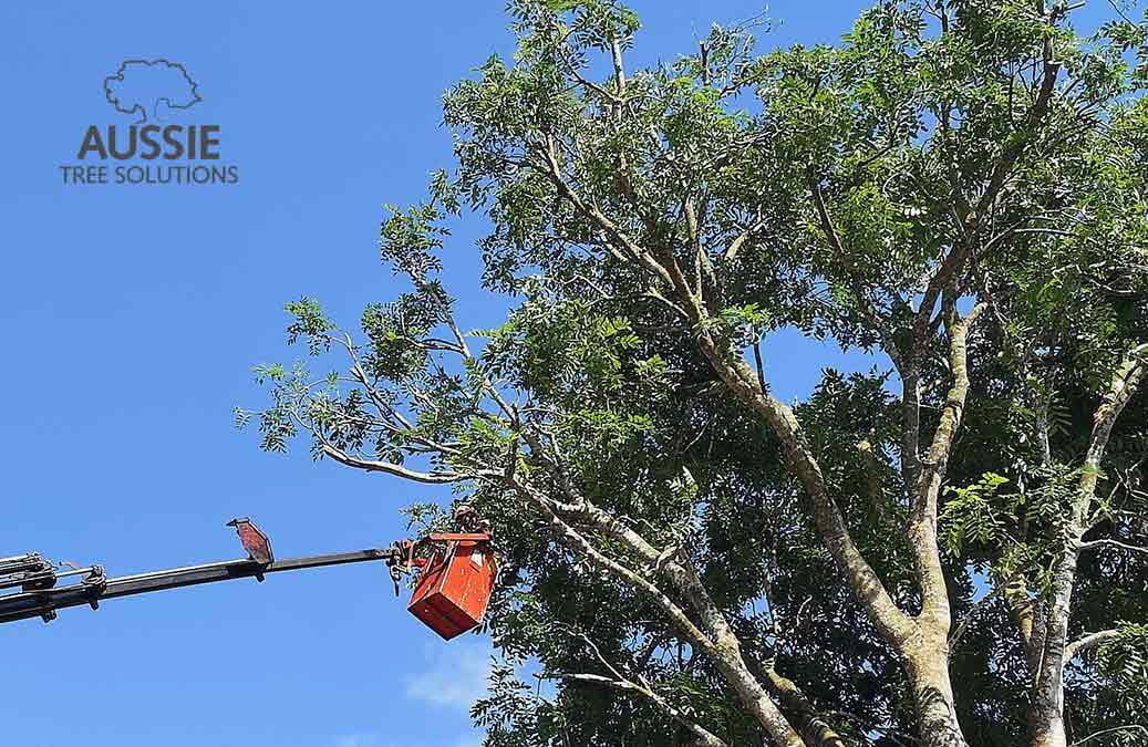 Summer Tree Pruning And Maintenance