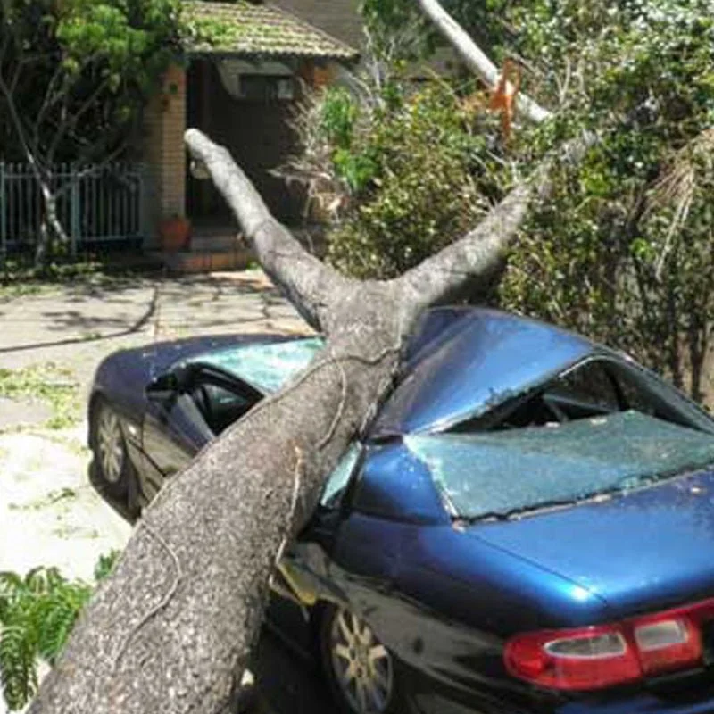 Emergency Tree Service Brisbane