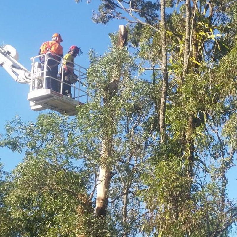 Tree Lopping & Pruning Services Brisbane 