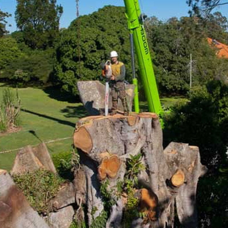 Tree Removal Service Brisbane