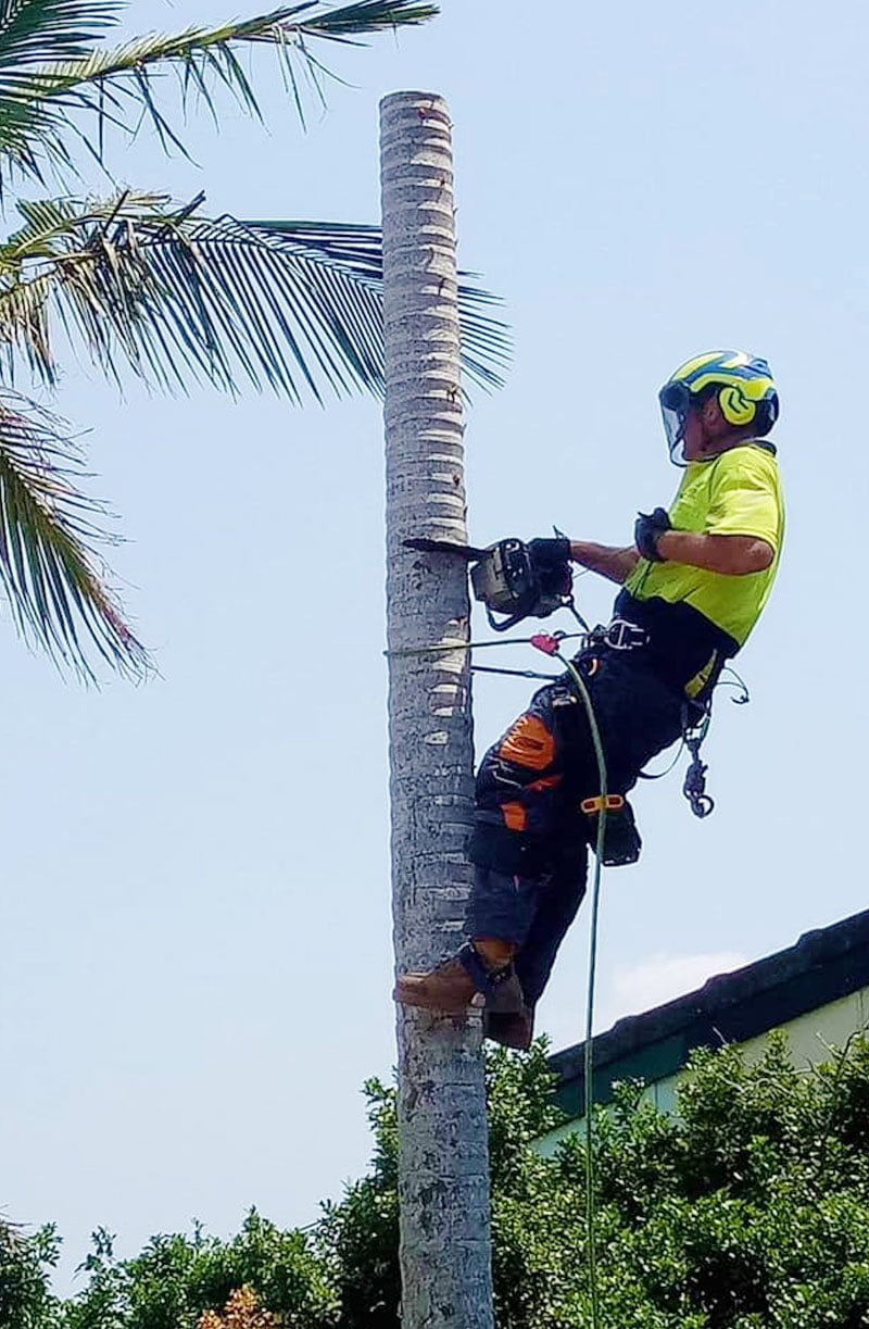Tree Removal Services Brisbane